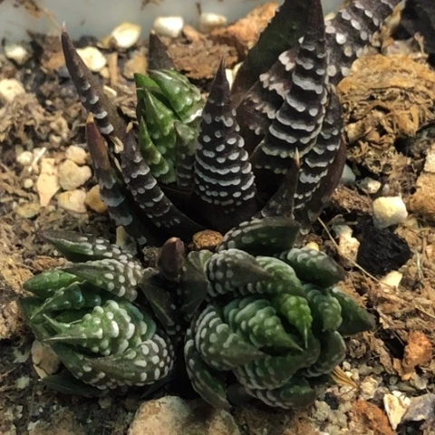 瓦维十二硬叶底座带3侧牙带盆发货