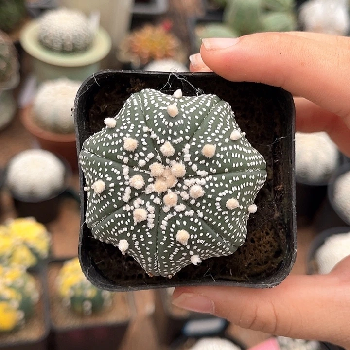 七棱花园兜5.0cm一物一拍