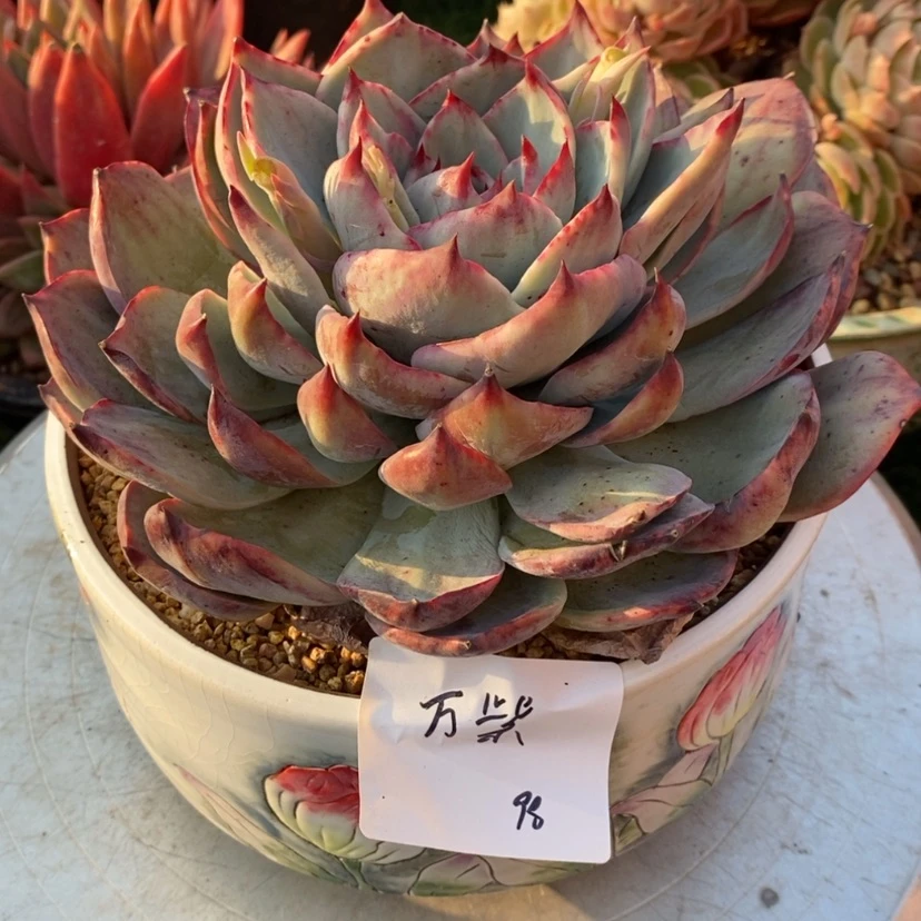 【闪购商品】万****7多肉植物