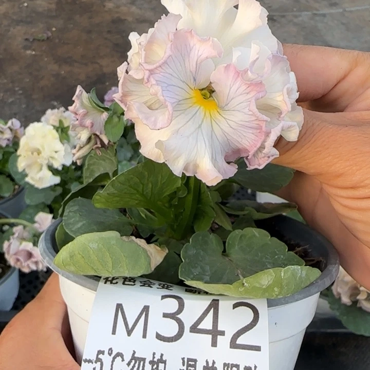 相***杀无花朵M342角堇小苗一物一拍默认苗晃