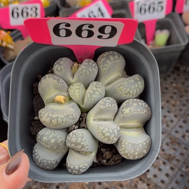 669号8888888888888