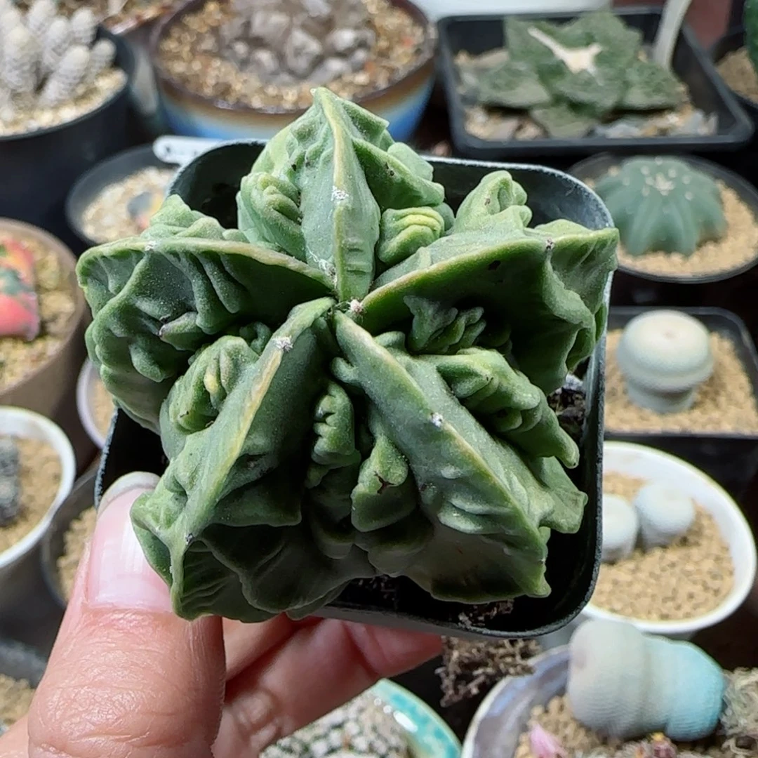 397实生核桃鸾凤玉多肉5.1厘米