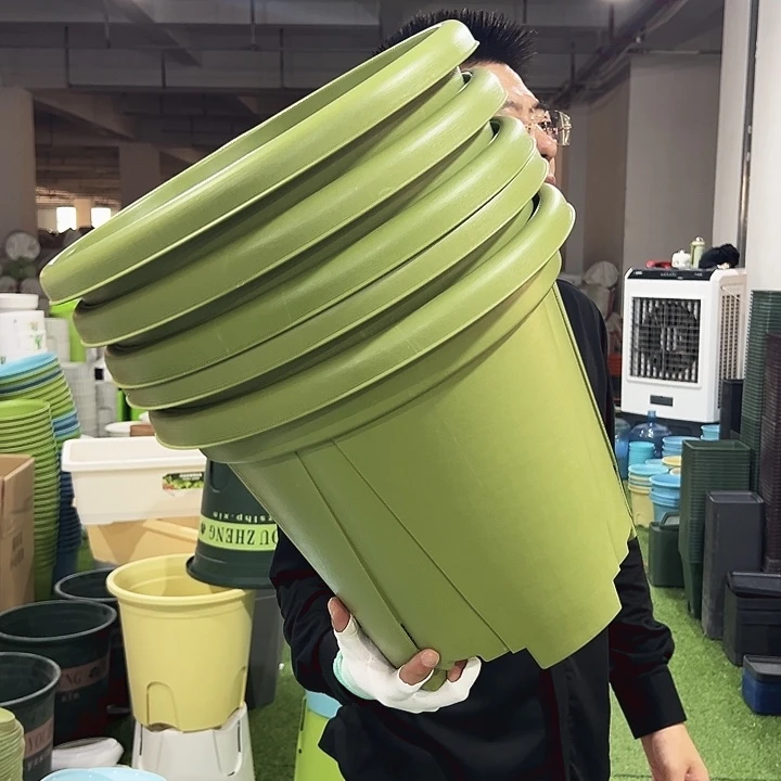 青山口40高34果绿5只无托