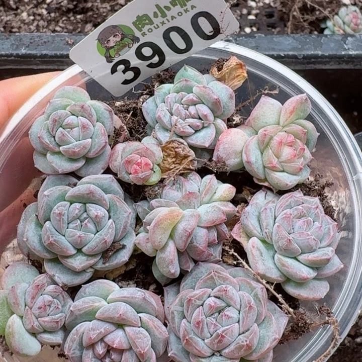 多肉植物多肉植物