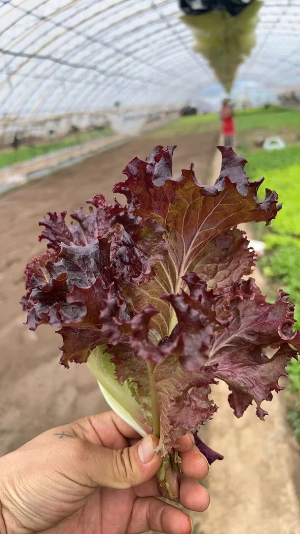 东北吉林梨树新鲜生菜小生菜蘸酱吃一斤顺丰包邮
