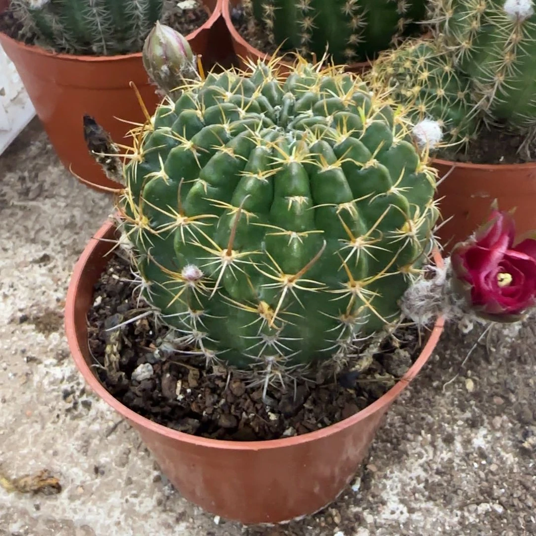 风*.哈哈哈哈哈哈哈