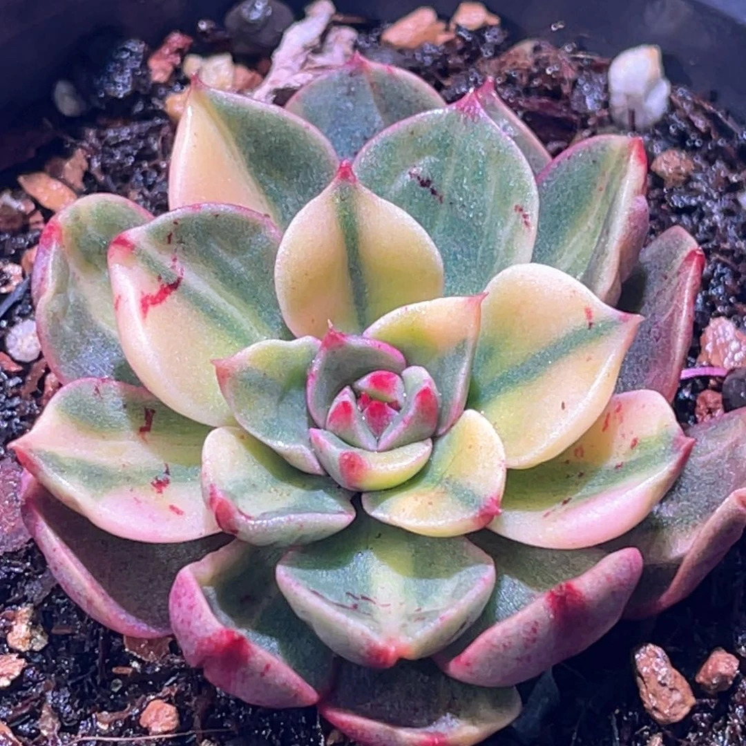 ?*?多肉特价血笨巴锦