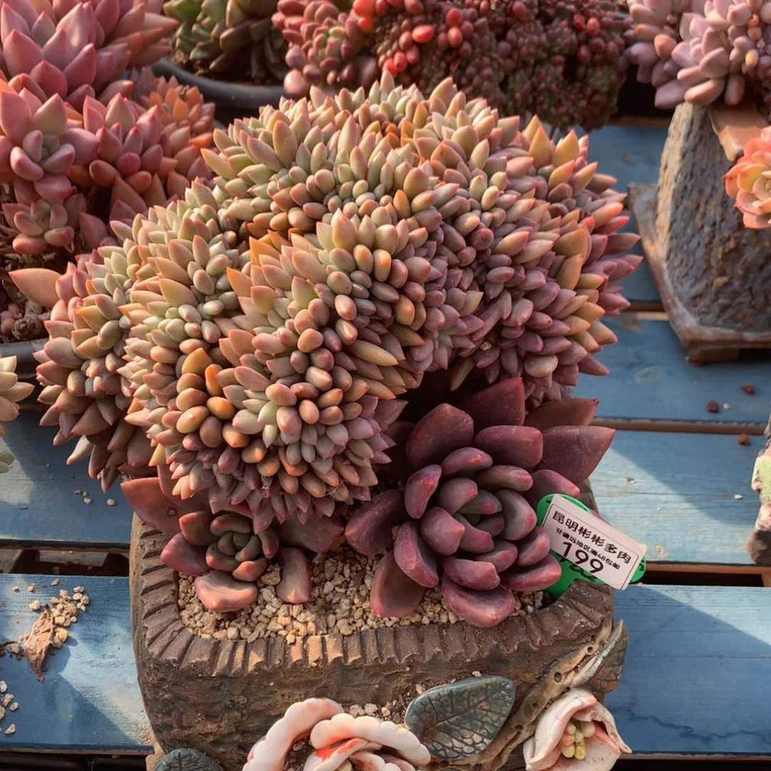 ?桃花源缀化寄养199