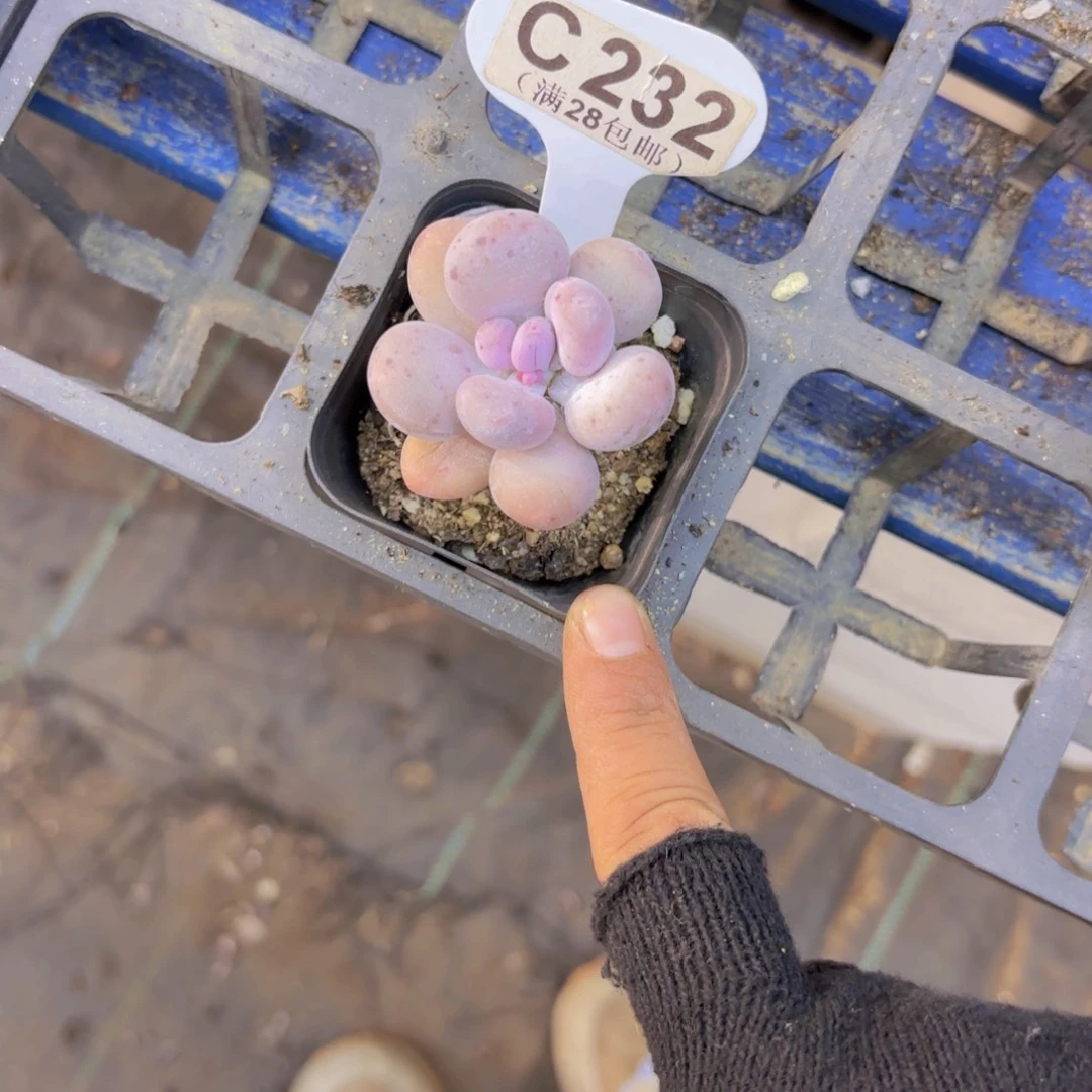 C232大叶奶一物一拍
