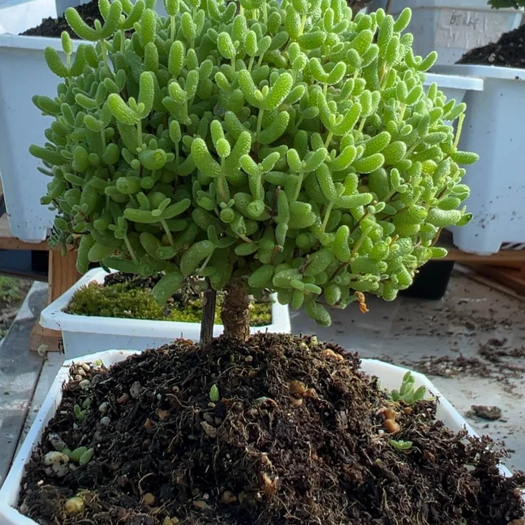 露养蜜橘带盆带土发