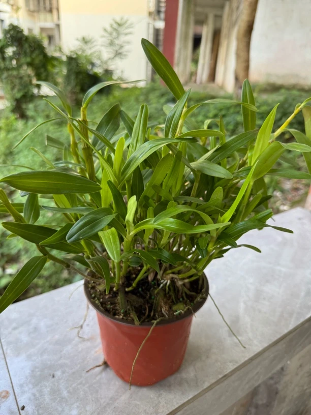 赤水金钗石斛苗石斛兰苗盆栽好养易活带盆发货石斛花石斛兰盆栽