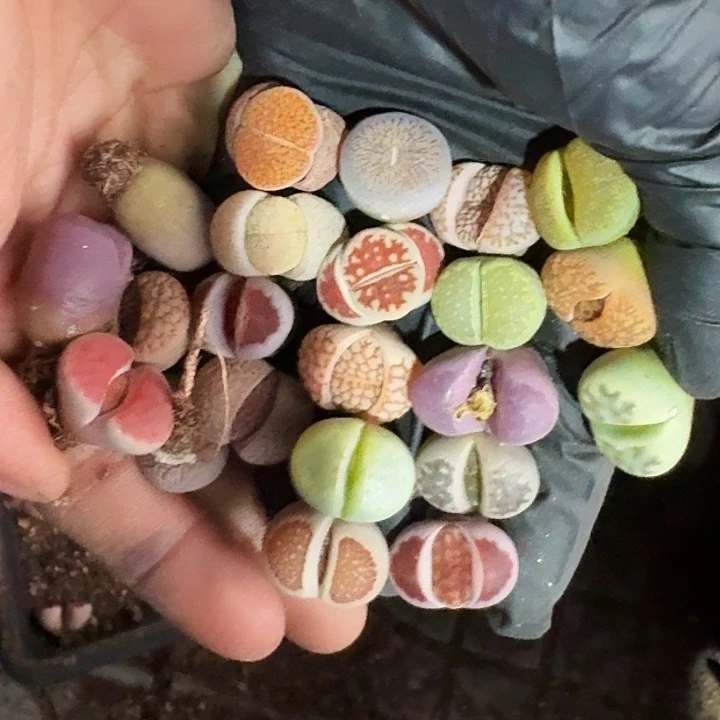 生石花2222//。  150