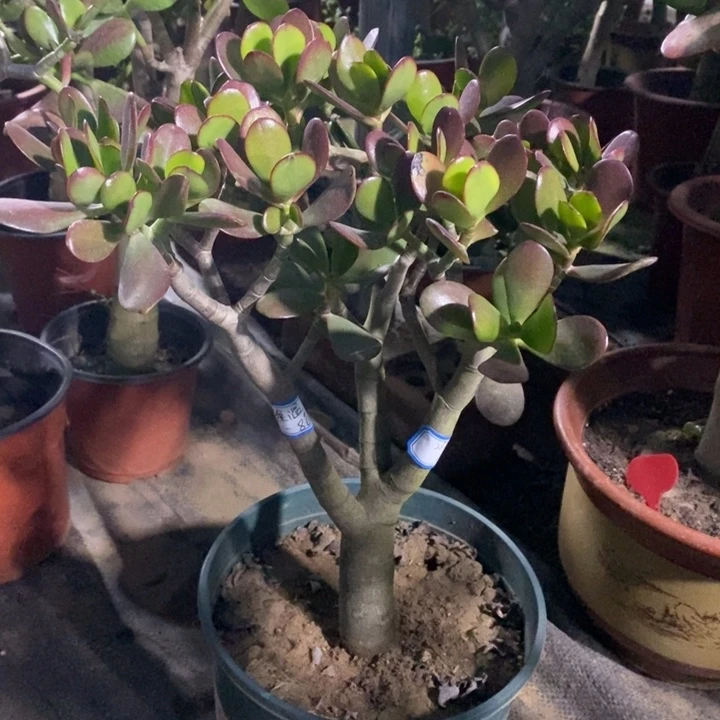 红叶玉树一物一拍