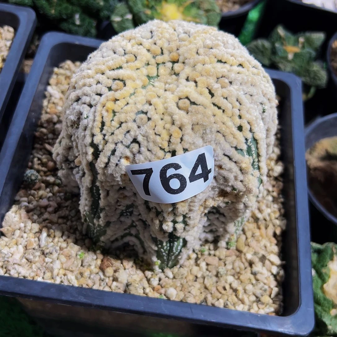 请****无花朵福利花园兜764