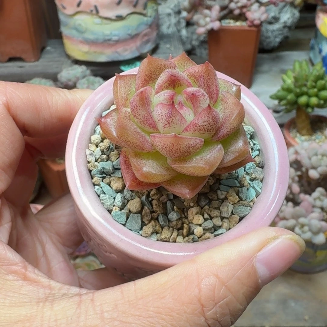 女王珍妮 多肉含盆土 一物一拍