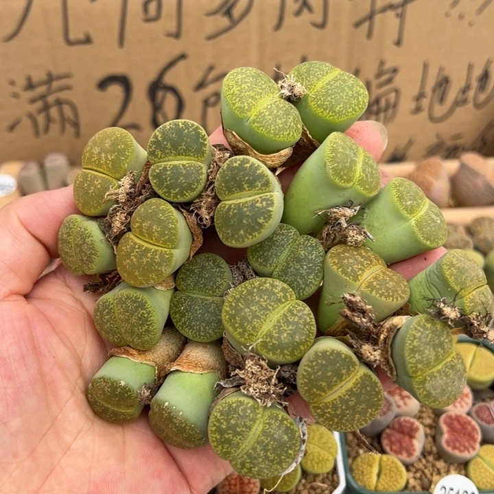 24880绿紫勋开播福利