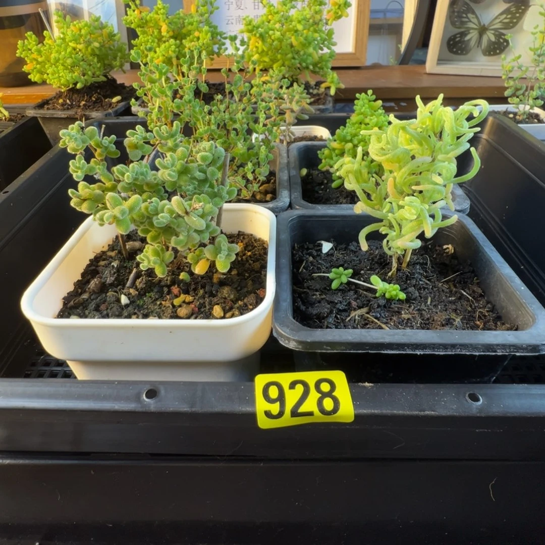 枝干番杏多肉植物928