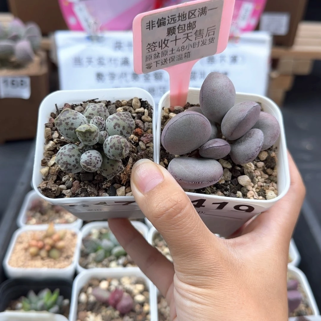 大*帅417球球紫蛋达摩海豹