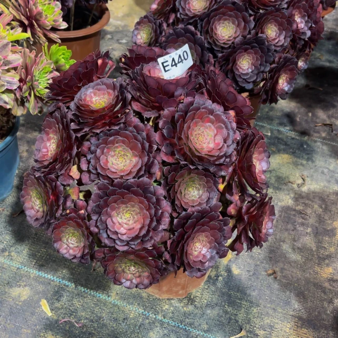 【闪购商品】44000