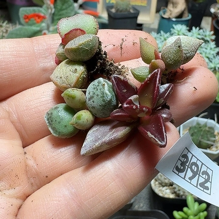 392叶插水泡4个一份脱土发货