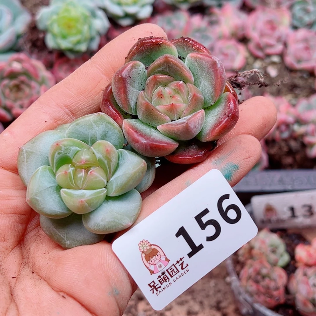多肉植物多肉植物