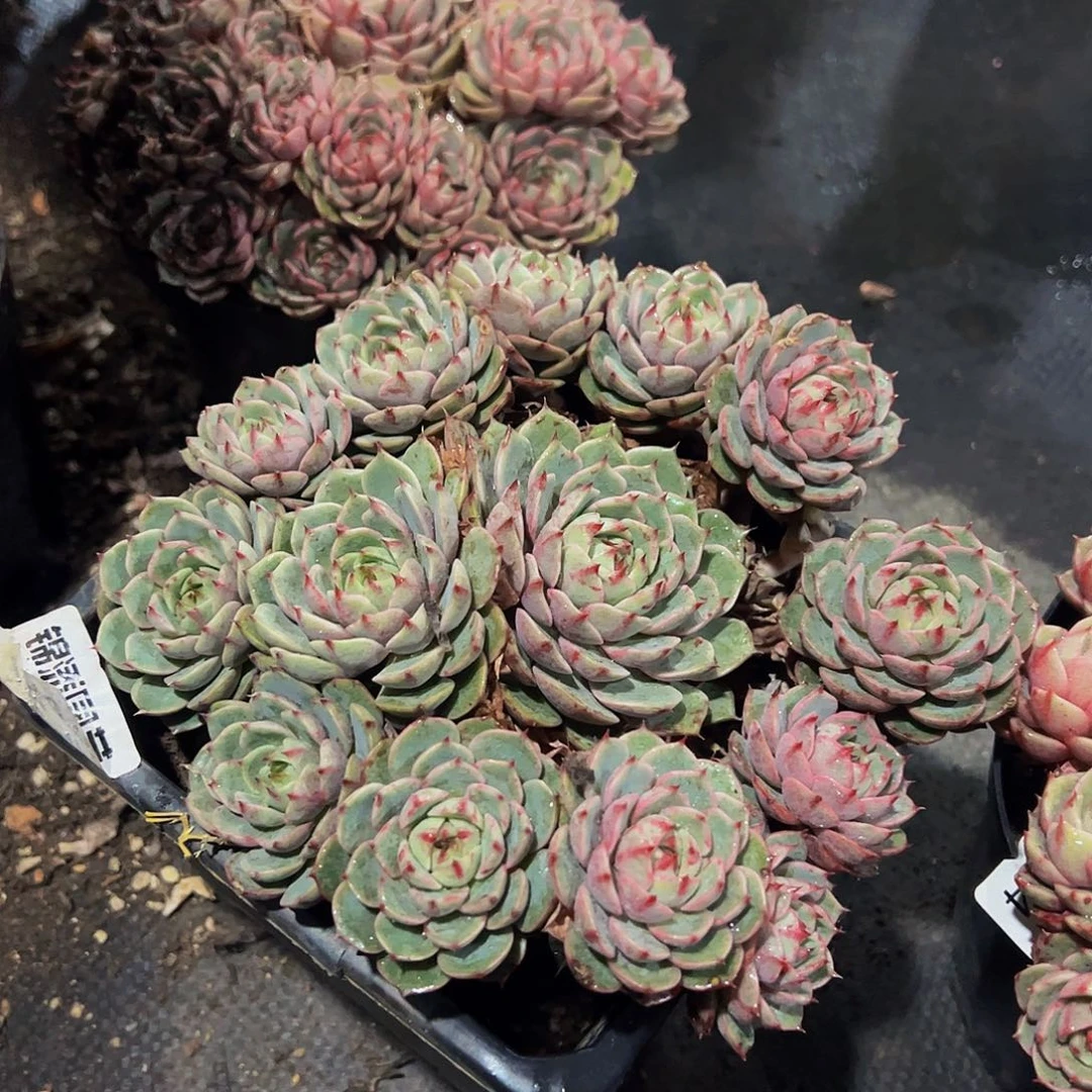 苯巴蒂斯手捧多肉