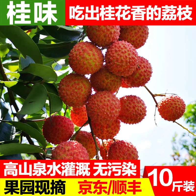 【高山桂味】10斤装从化桂味荔枝新鲜现摘现发当季纯甜老树小核荔枝