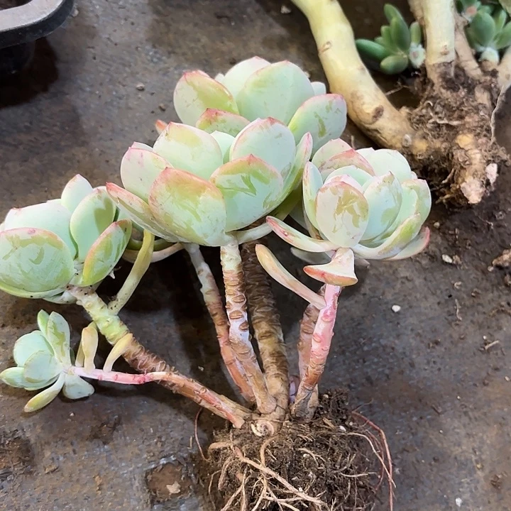 白月光一物一拍多肉6号