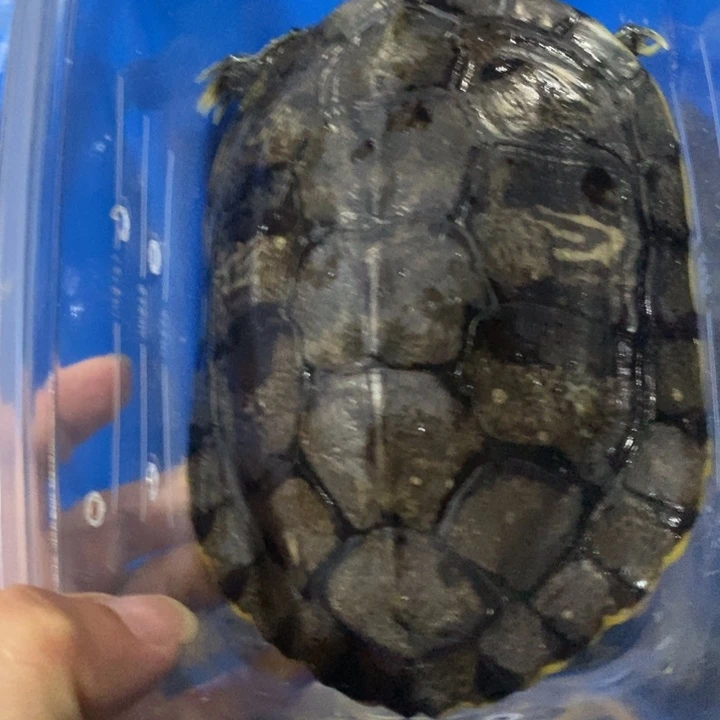 巴西彩龟母666666666