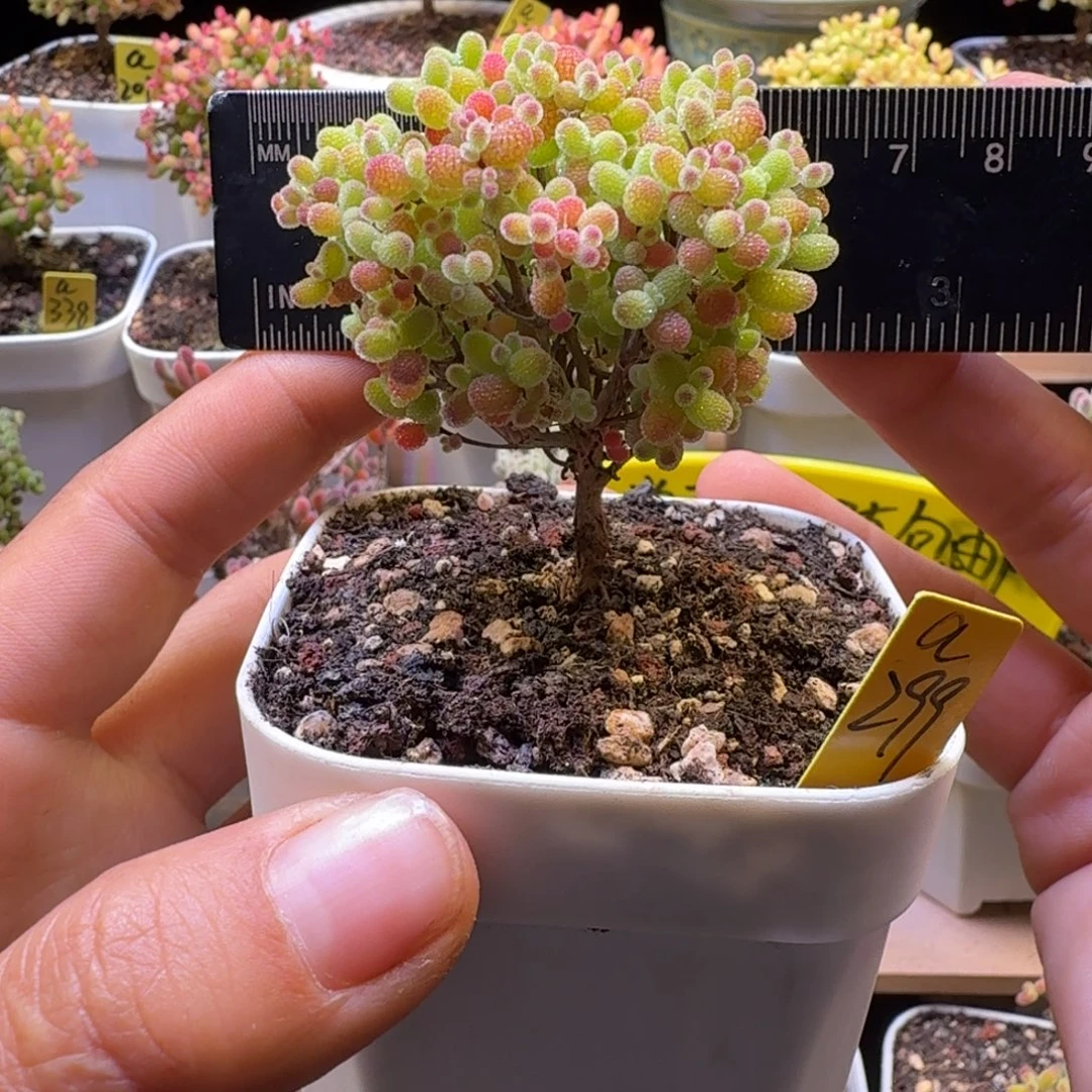 a299号橘子糖冠服5.5厘米左右