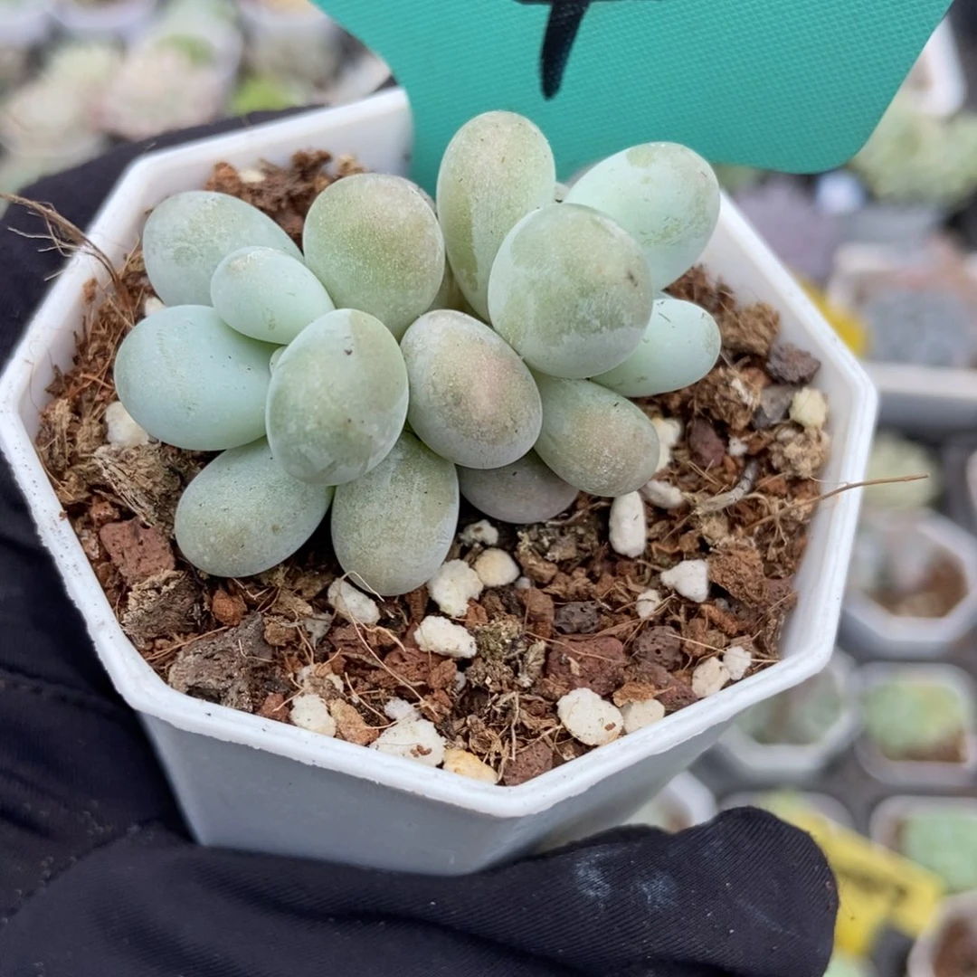 504彩虹奶多肉植物