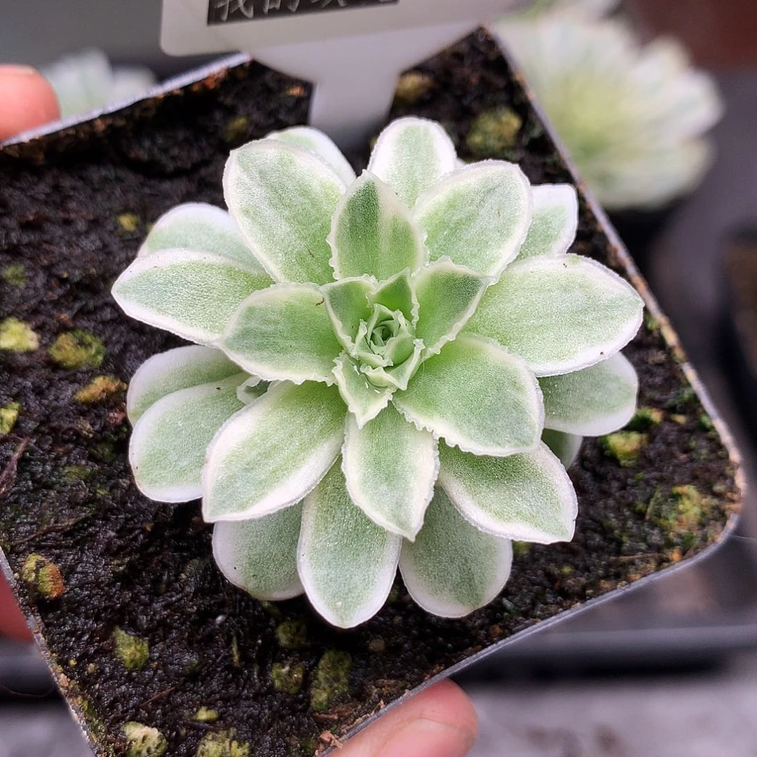 蕾丝秋夕白覆轮锦