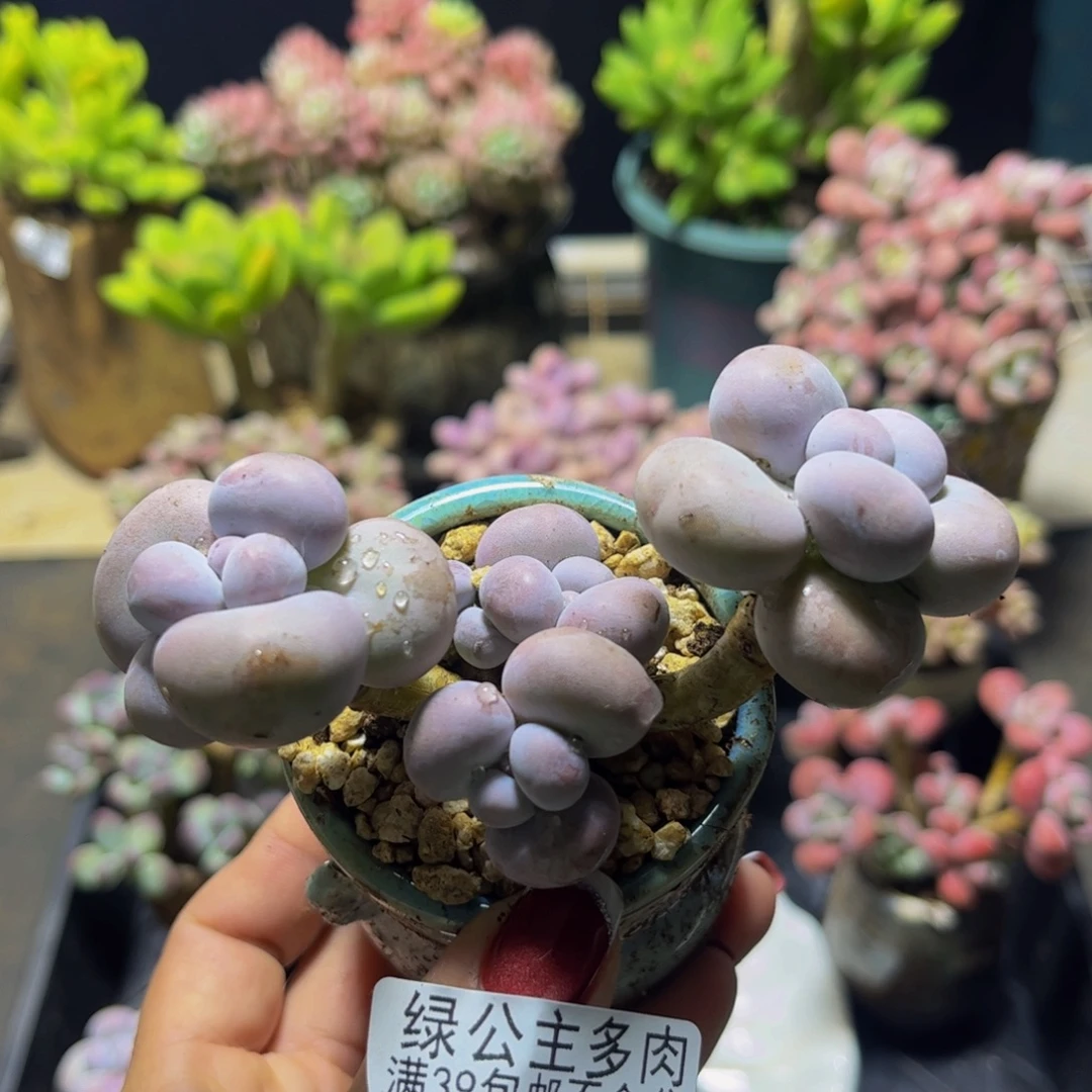 芭比奶酪137/8cm多肉