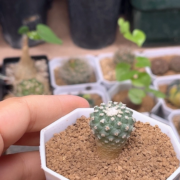 海胆娇丽实生球2.2cm