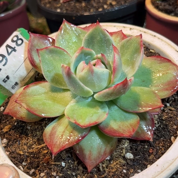 惊鸿一物一拍包装收缩花旱948
