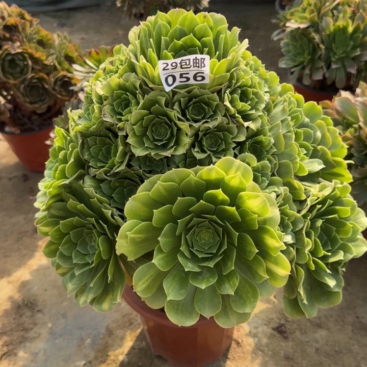 绿羊绒……多肉植物……