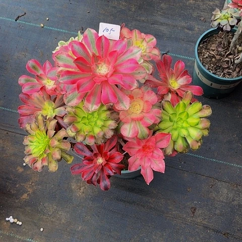 一***安法师嫁接的法师法师105