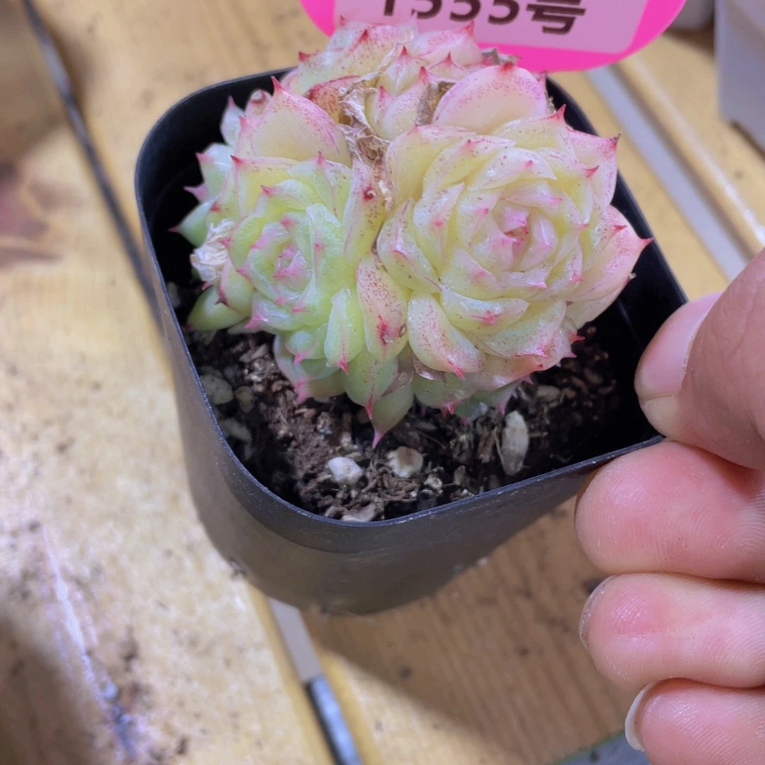 1555号 花朵麦秆精品