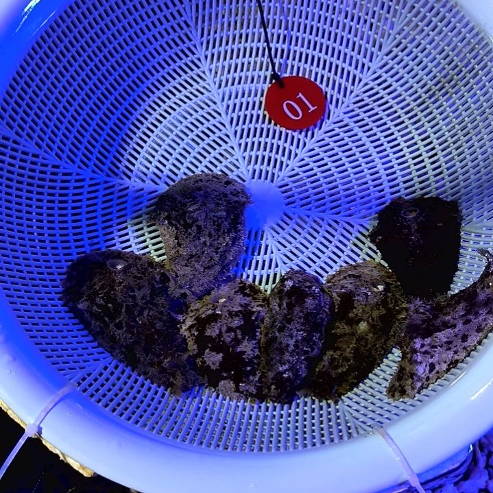 海猪2个30一个海葵缸01