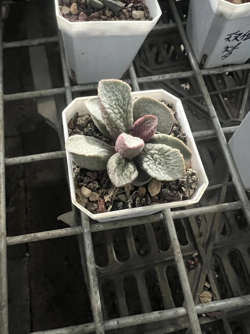冷雨水泡多肉植物