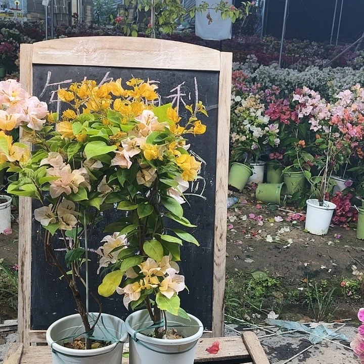 完全开放三角梅黄女郎