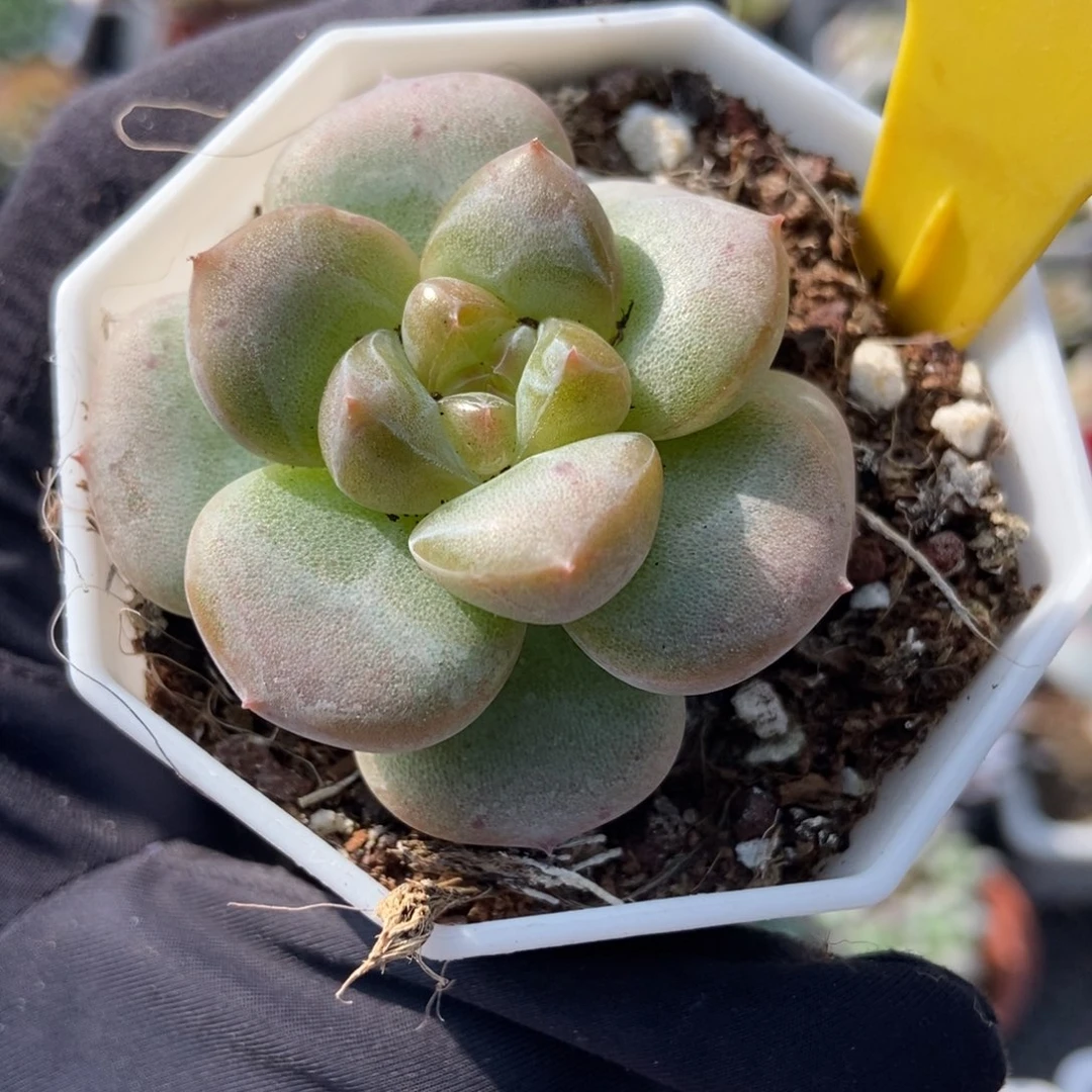 951溏心多肉植物多