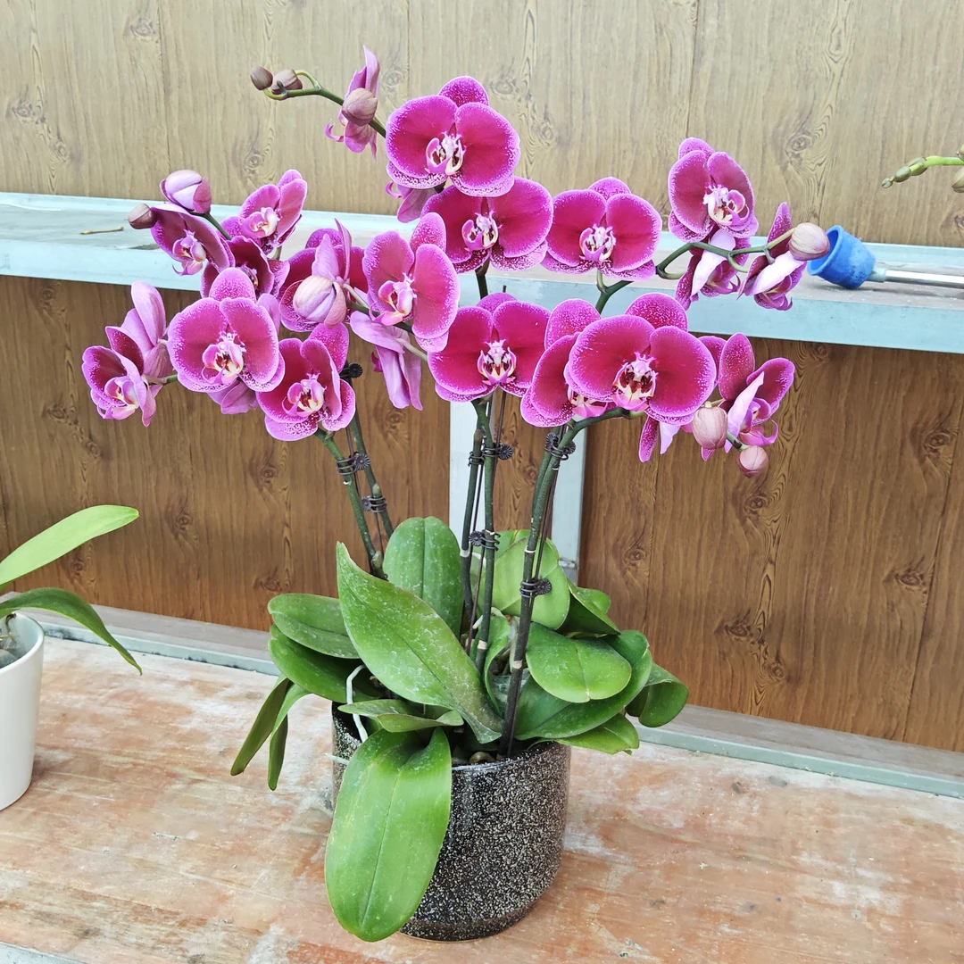 阿春蝴蝶兰【黑玫瑰组盆】高端精品蝴蝶兰室内盆栽/家庭花卉