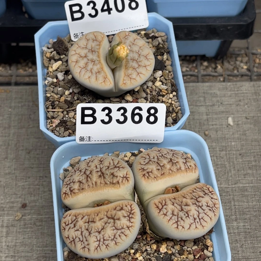 凌***溪3408，3368荒2上27