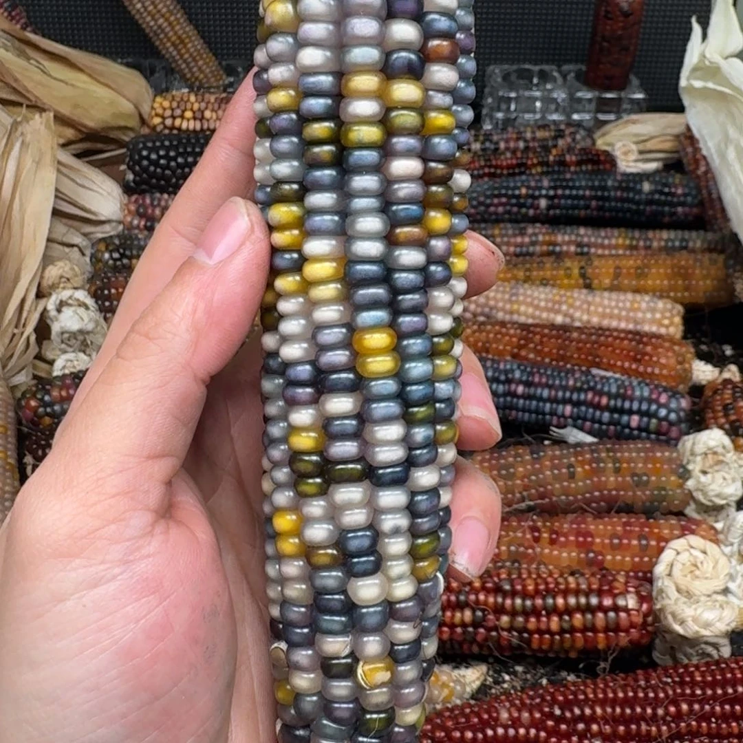 柏香籽/百香籽吊坠⭐*肉