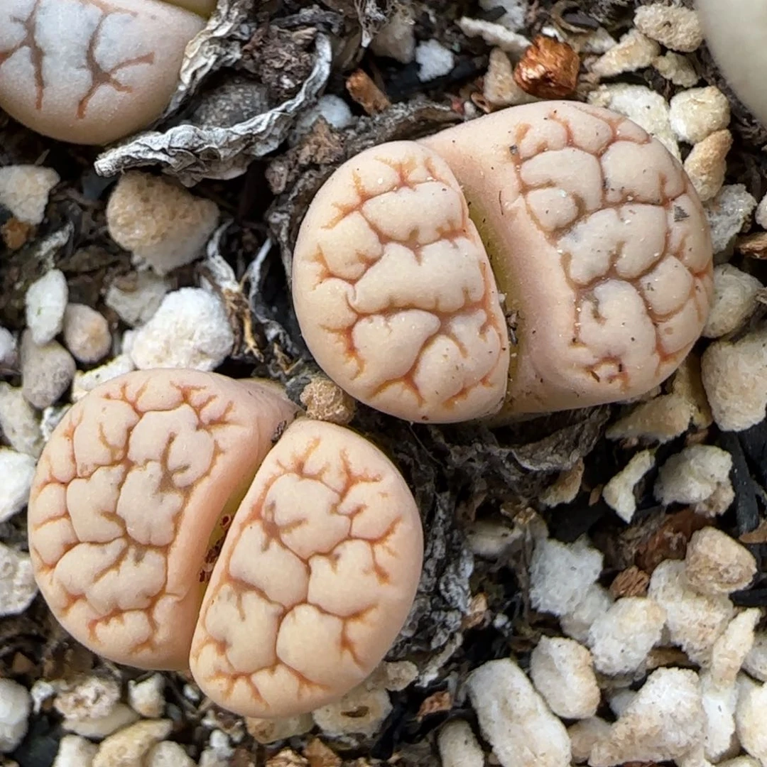 1。18。7024。云映。上播福利。