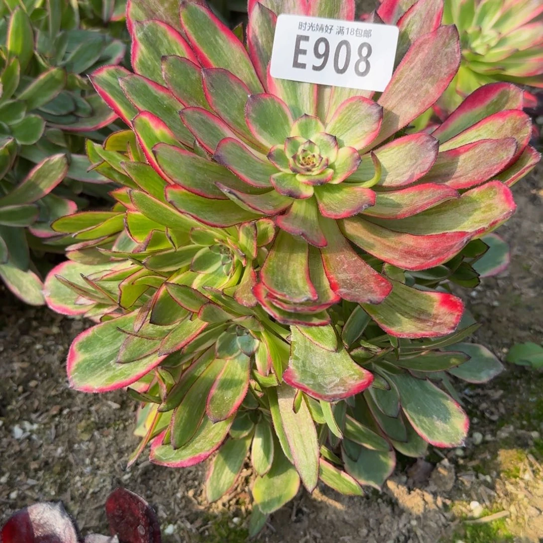 908烟花多肉植物