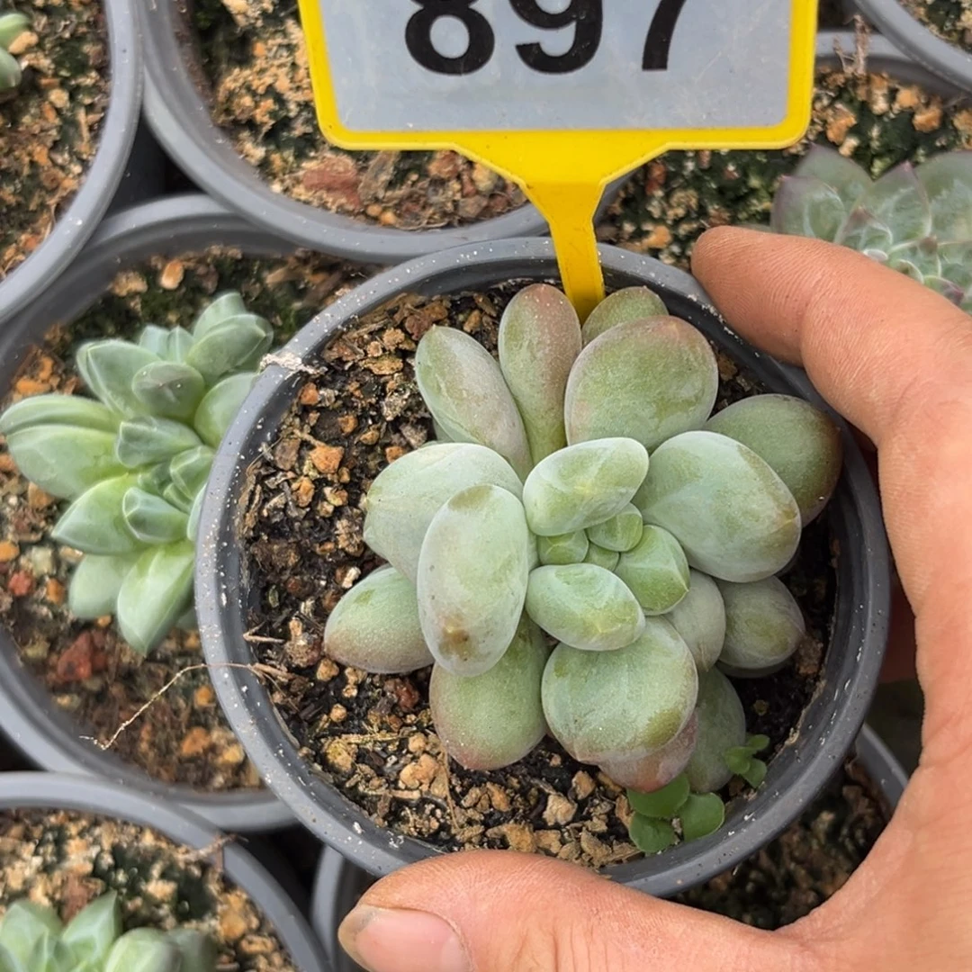 多肉植物x系美人897