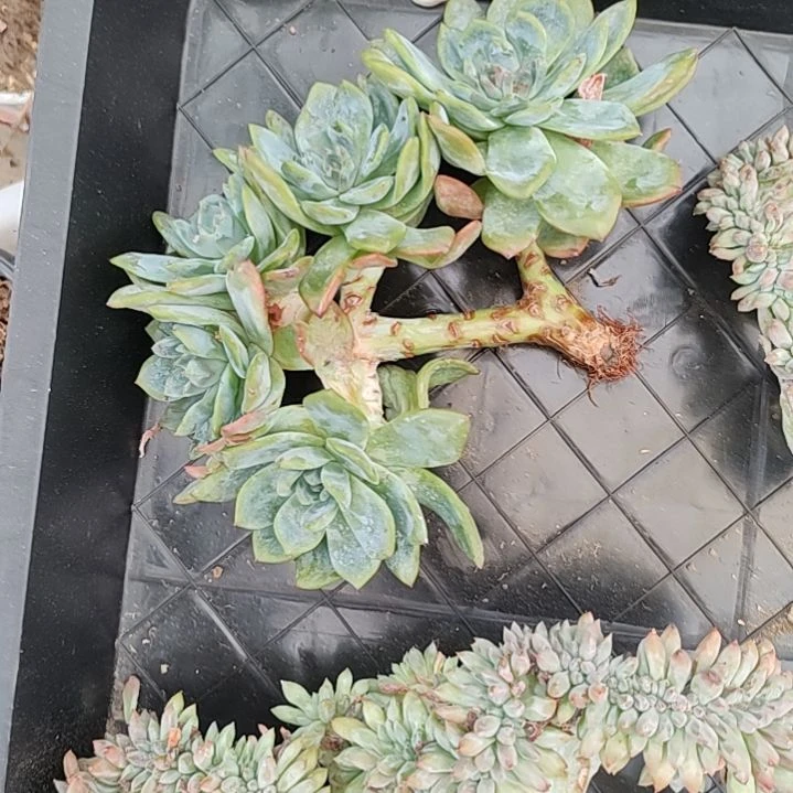 正版星影树6头一颗