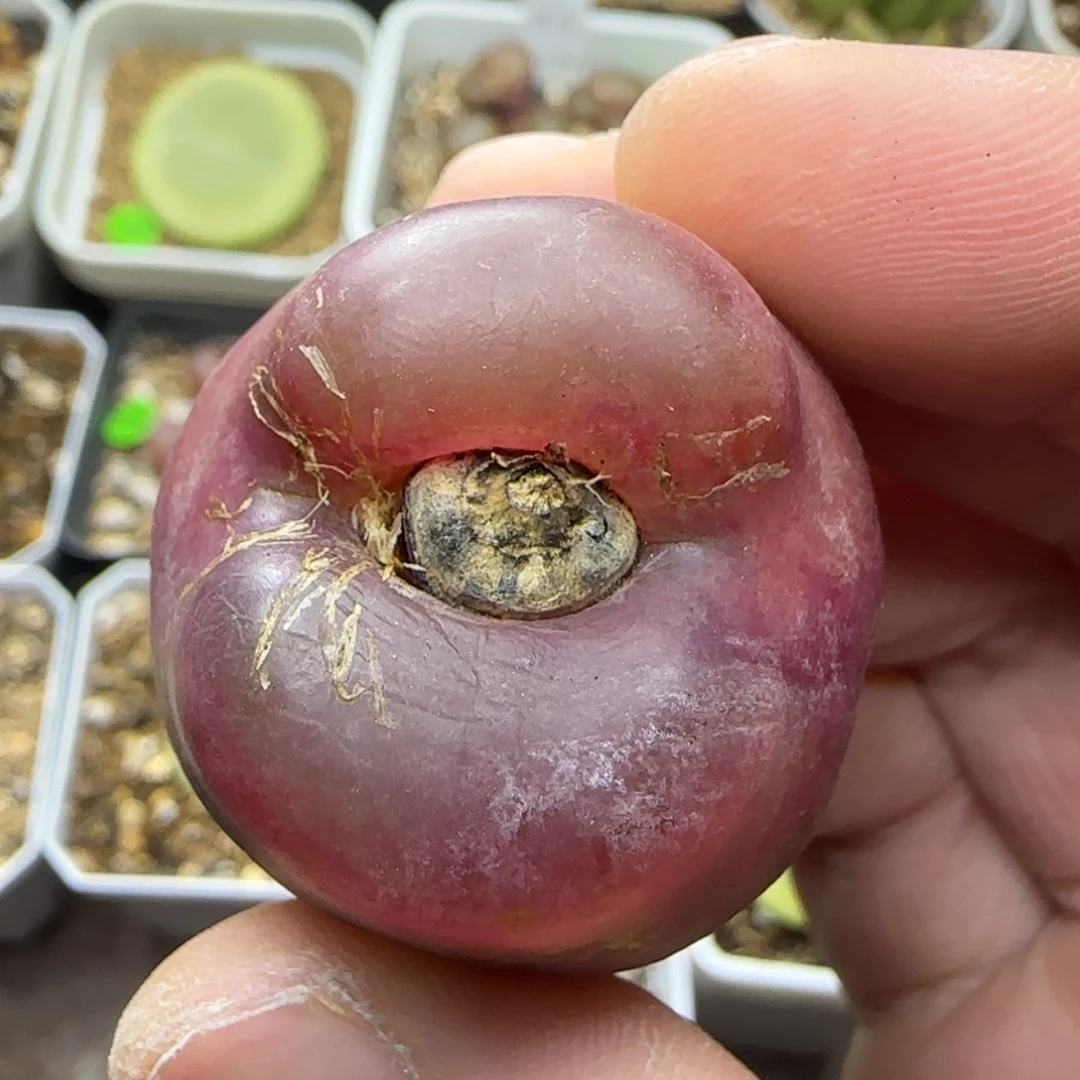 3.4瑕疵多肉植物393